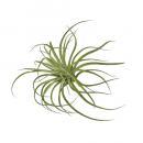 アートプランツブルーミングティランジアD フェイクプランツ 造花 ディスプレイ 観葉植物 長さ230