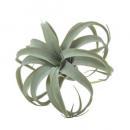 キセログラフィカ S 観葉植物 フェイクプランツ 緑 インテリア おしゃれ 癒し 直径22