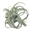 キセログラフィカ L 観葉植物 フェイクプランツ 緑 インテリア おしゃれ 癒し 直径32