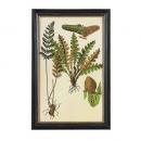 PLANT FRAME D フレーム ボタニカル 植物 ディスプレイ おしゃれ 高さ64