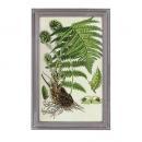 PLANT FRAME E フレーム ボタニカル 植物 ディスプレイ おしゃれ 高さ64