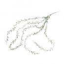 観葉植物 コロラータス グリーン インテリア 飾り 室内 高さ98cm 通販