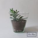 リュースガラス プラントポット リム (L) プランター クリア 花瓶 おしゃれ 高さ18