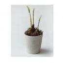 ボタニカルメイド ポット B オニオン プランター 観葉植物 おしゃれ 高さ23