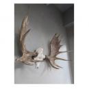 グレートムースホーン オブジェ おしゃれ 壁掛け ウォールデコ 角モチーフ 動物 樹脂