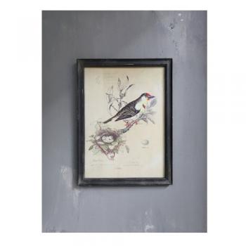 ウォールピクチャー おしゃれ シャビー ディスプレイ アンティーク調 写真 アート 鳥 バード