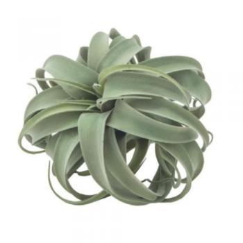 キセログラフィカ M 観葉植物 フェイクプランツ 緑 インテリア おしゃれ 癒し 直径23