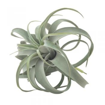 キセログラフィカ L 観葉植物 フェイクプランツ 緑 インテリア おしゃれ 癒し 直径32