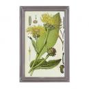 PLANT FRAME C フレーム ボタニカル 植物 ディスプレイ おしゃれ 高さ64