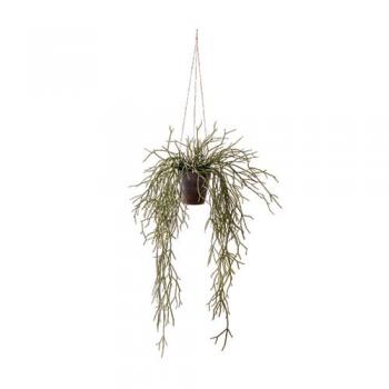 観葉植物 リプサリス ハンギング 吊り下げ 多肉植物 高さ88cm 通販