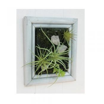 ミニチュアサキュレントフレーム S 2個セット ウォールデコ フレーム 壁掛け ディスプレイ 額