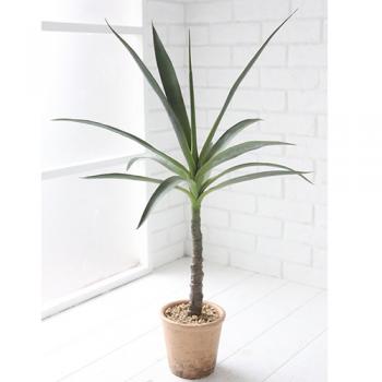 観葉植物 ドラセナ Sサイズ インテリア ガーデニング 飾り 庭 高さ82 通販