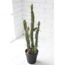 観葉植物 カクタス サボテン インテリア ガーデニング 飾り 庭 高さ62 通販