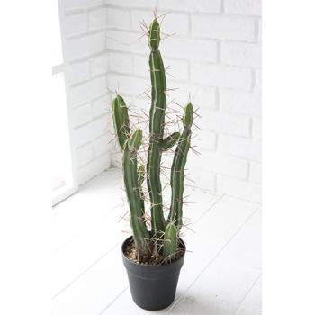 観葉植物 カクタス サボテン インテリア ガーデニング 飾り 庭 高さ62 通販