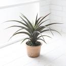 観葉植物 アガベ インテリア ガーデニング 飾り 庭 リビング 高さ40 通販