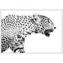 SPICE Monochrome アートパネル チーター フレーム おしゃれ 高さ71