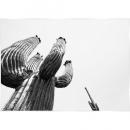 SPICE Monochrome アートパネル アンドレアサボテン フレーム おしゃれ 高さ102