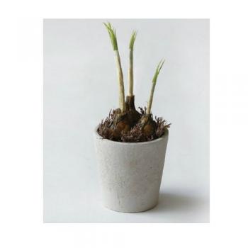 ボタニカルメイド ポット B オニオン プランター 観葉植物 おしゃれ 高さ23