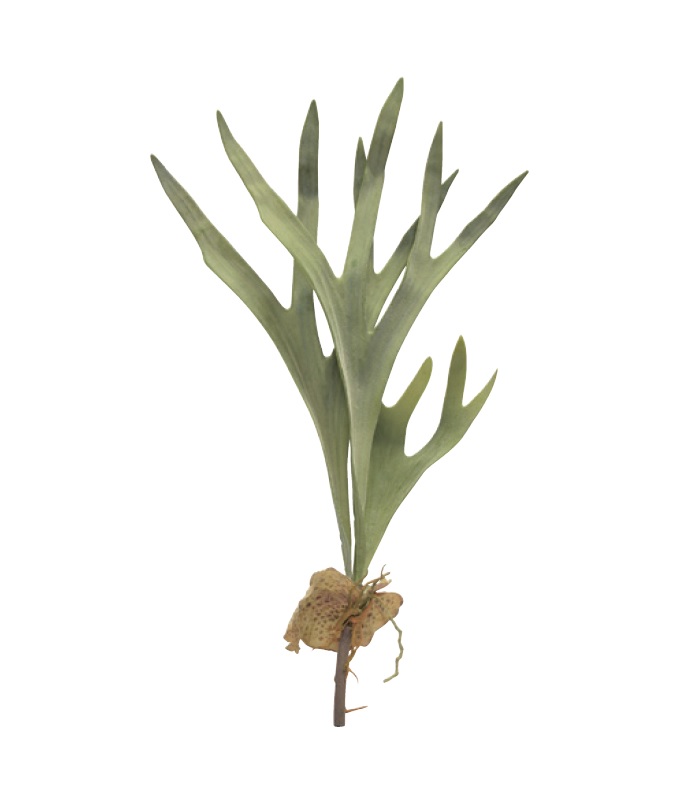 “アートプランツコウモリランリーフA”