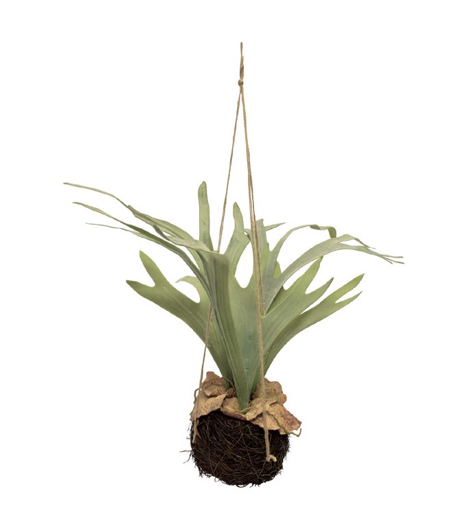 “アートプランツコウモリランハンギングA”