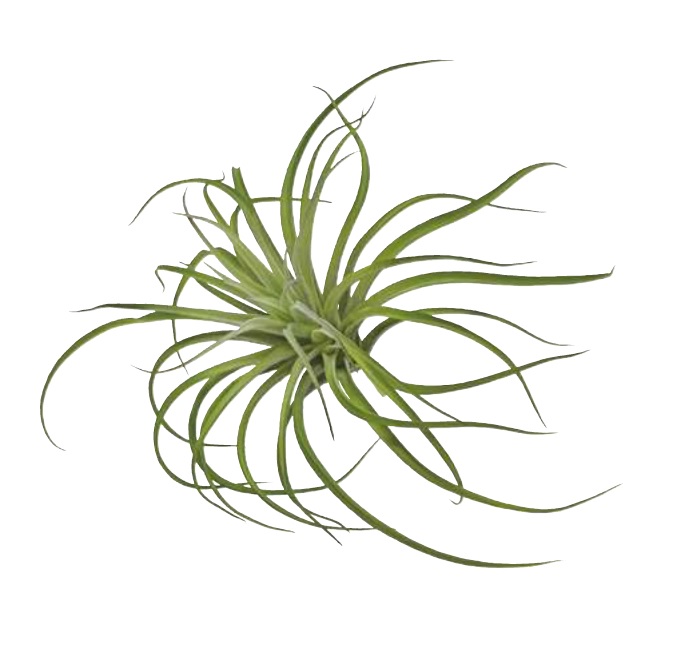 “アートプランツ”