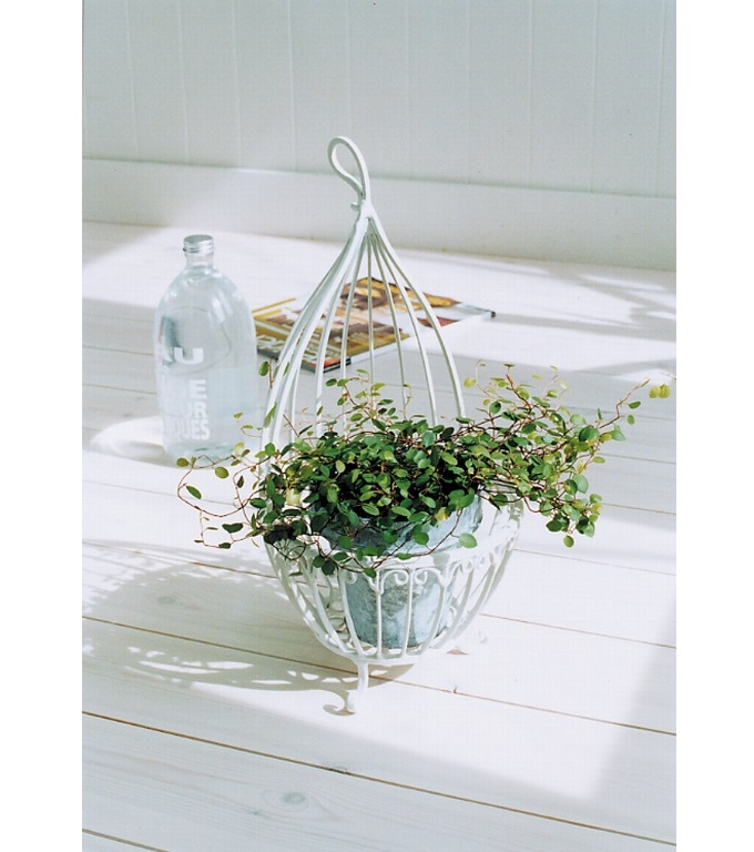 “ピュアホワイト・コクーン”