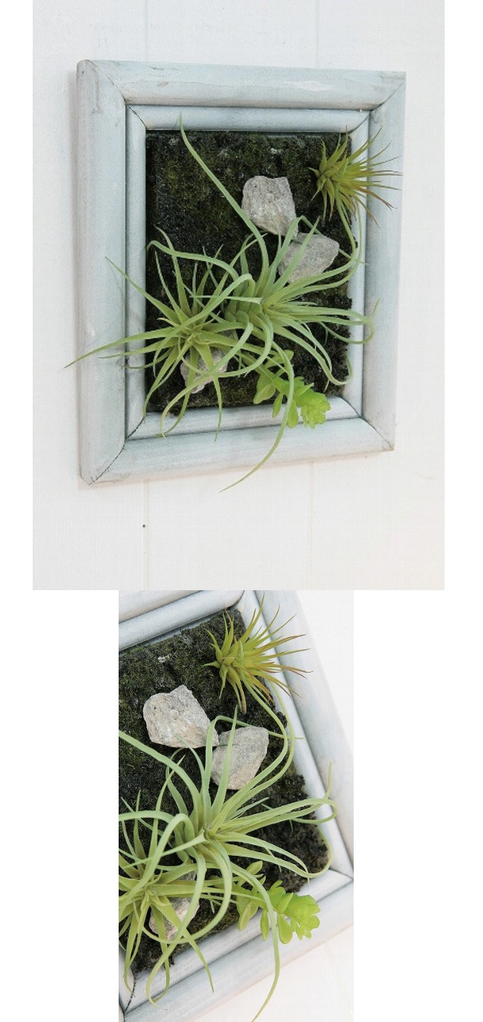 “ミニチュアサキュレントフレーム