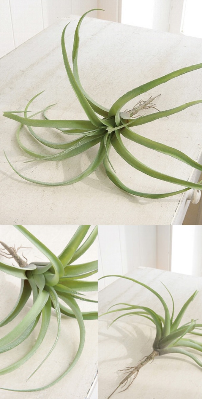 “エアプランツ