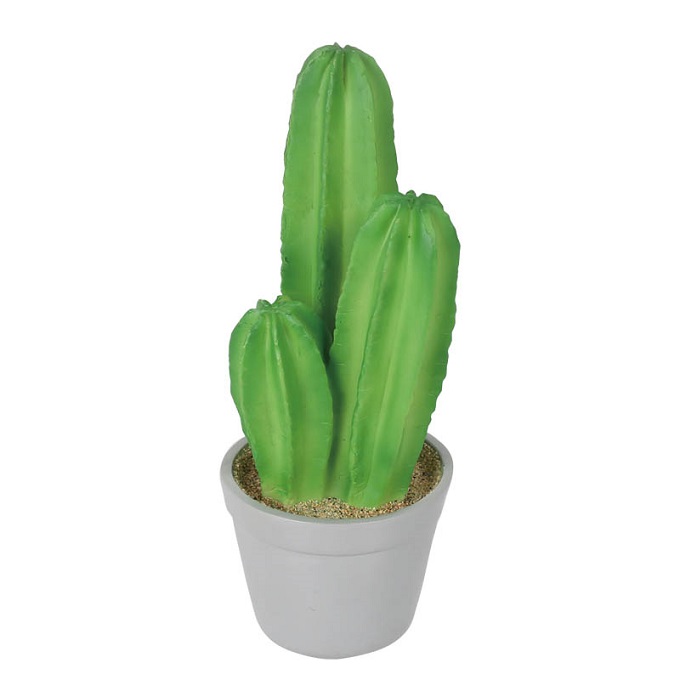 “CACTUS
