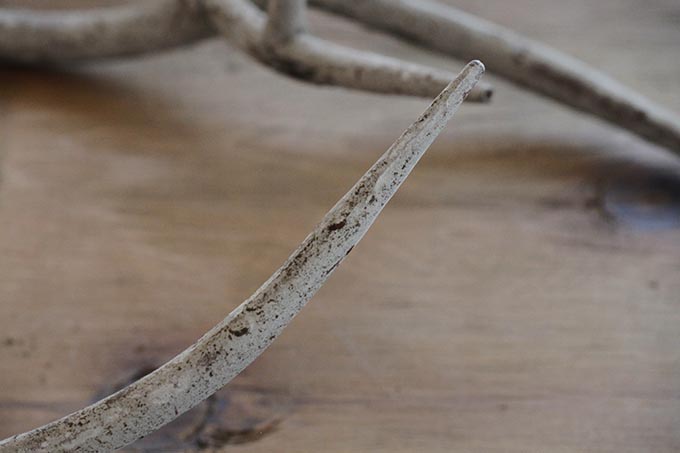 アイアンウォールパイン