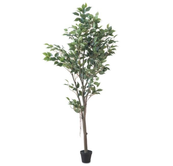 “フェイクプランツ”