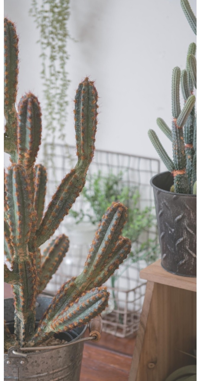 “フェイクプランツ”